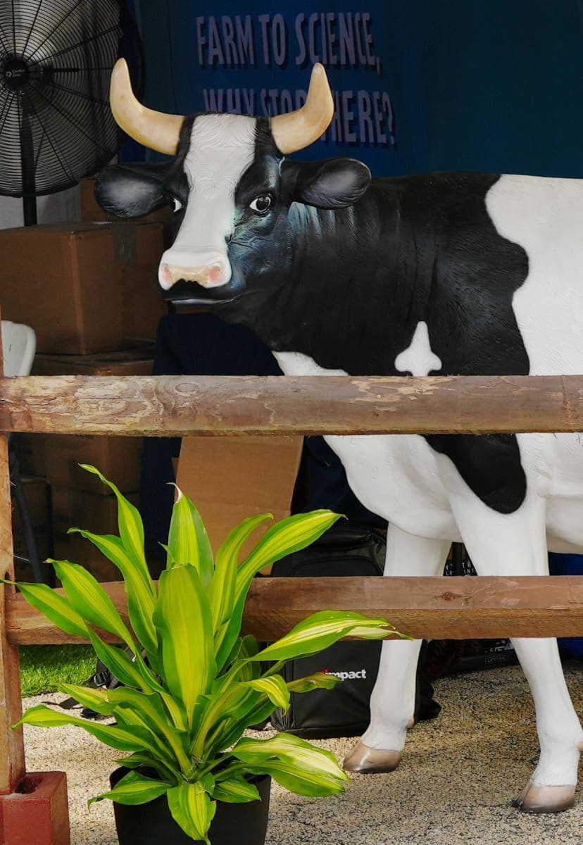 A life-size statue of a spotted cow standing behind a fence at the state fair.